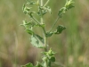 Camphorweed: Stem