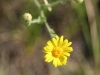 Camphorweed: Flower
