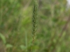 Canada wildrye: Inflorescence