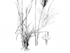 Cane bluestem: Whole Plant