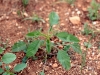 Careless, Pigweed: Seedling