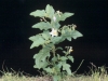 Carolina horse nettle: Whole Plant