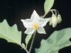 Carolina horse nettle: Flower