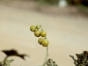Carolina horse nettle: Fruit