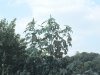 Castor-bean: Whole plant