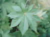 Castor-bean: Leaf