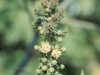 Castor-bean: Flower