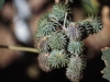 Castor-bean: Fruit