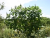 Castor-bean: Whole plant