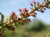 Castor-bean: Flower