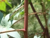 Castor-bean: Stem