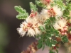 Catclaw Acacia: Flower