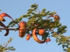 Catclaw Acacia: Fruit
