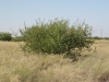 Catclaw Acacia: Whole Plant