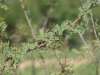 Catclaw Acacia: Leaf