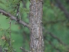 Catclaw Acacia: Stem