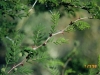 Catclaw mimosa: Leaf