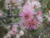 Catclaw mimosa: Flower