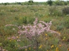 Catclaw mimosa: Whole Plant