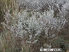 Ceniza, Purplesage, Texas Silverleaf: Whole Plant