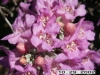 Ceniza, Purplesage, Texas Silverleaf: Flower