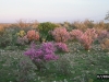 Ceniza, Purplesage, Texas Silverleaf: Population