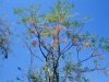 Chinaberry: Whole Plant