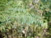 Chinaberry: Leaf