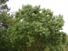 Chinese Tallow Tree: Whole Plant
