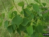 Chinese Tallow Tree: Leaf