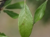 Chittamwood, Bumelia: Leaf