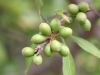 Chittamwood, Bumelia: Fruit