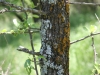 Chittamwood, Bumelia: Stem