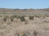 Cholla: Population