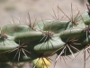 Cholla: Stem