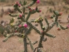 Cholla: Whole Plant