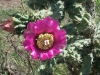 Cholla: Flower