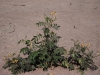 Coffee Senna: Whole Plant