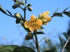 Coffee Senna: Flower