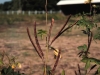 Coffee Senna: Fruit