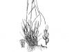 Common carpetgrass: Whole Plant