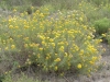 Common goldenweed, Drummonds goldenweed: Whole Plant
