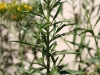 Common goldenweed, Drummonds goldenweed: Leaf