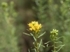 Common goldenweed, Drummonds goldenweed: Flower