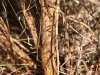 Common goldenweed, Drummonds goldenweed: Stem