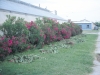 Common oleander: Whole Plant