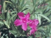 Common oleander: Flower
