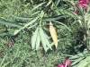 Common oleander: Leaf
