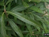 Common oleander: Leaf