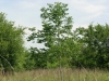 Common persimmon, Eastern persimmon: Whole Plant